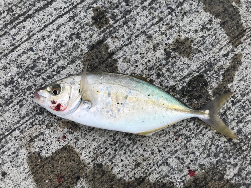 ショゴの釣果