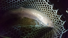 イトウの釣果