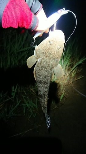 コチの釣果