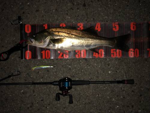 フッコ（マルスズキ）の釣果