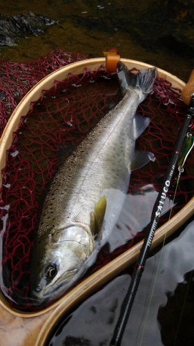 ヤマメの釣果