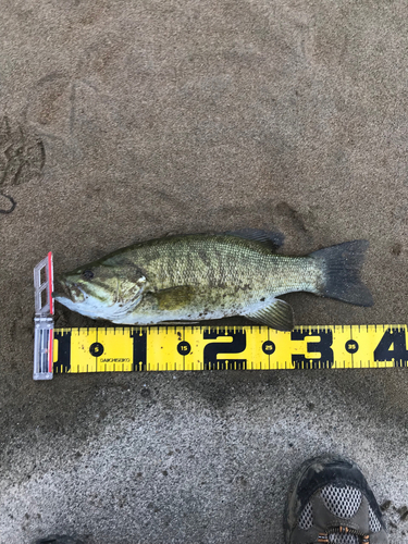 スモールマウスバスの釣果