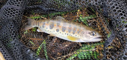 アマゴの釣果