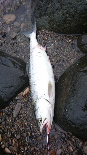 カラフトマスの釣果