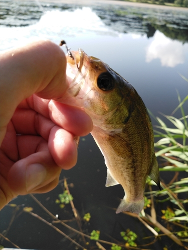 ラージマウスバスの釣果