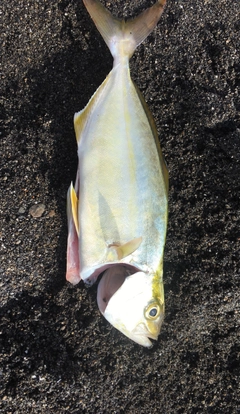 ショゴの釣果