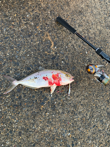 ショゴの釣果