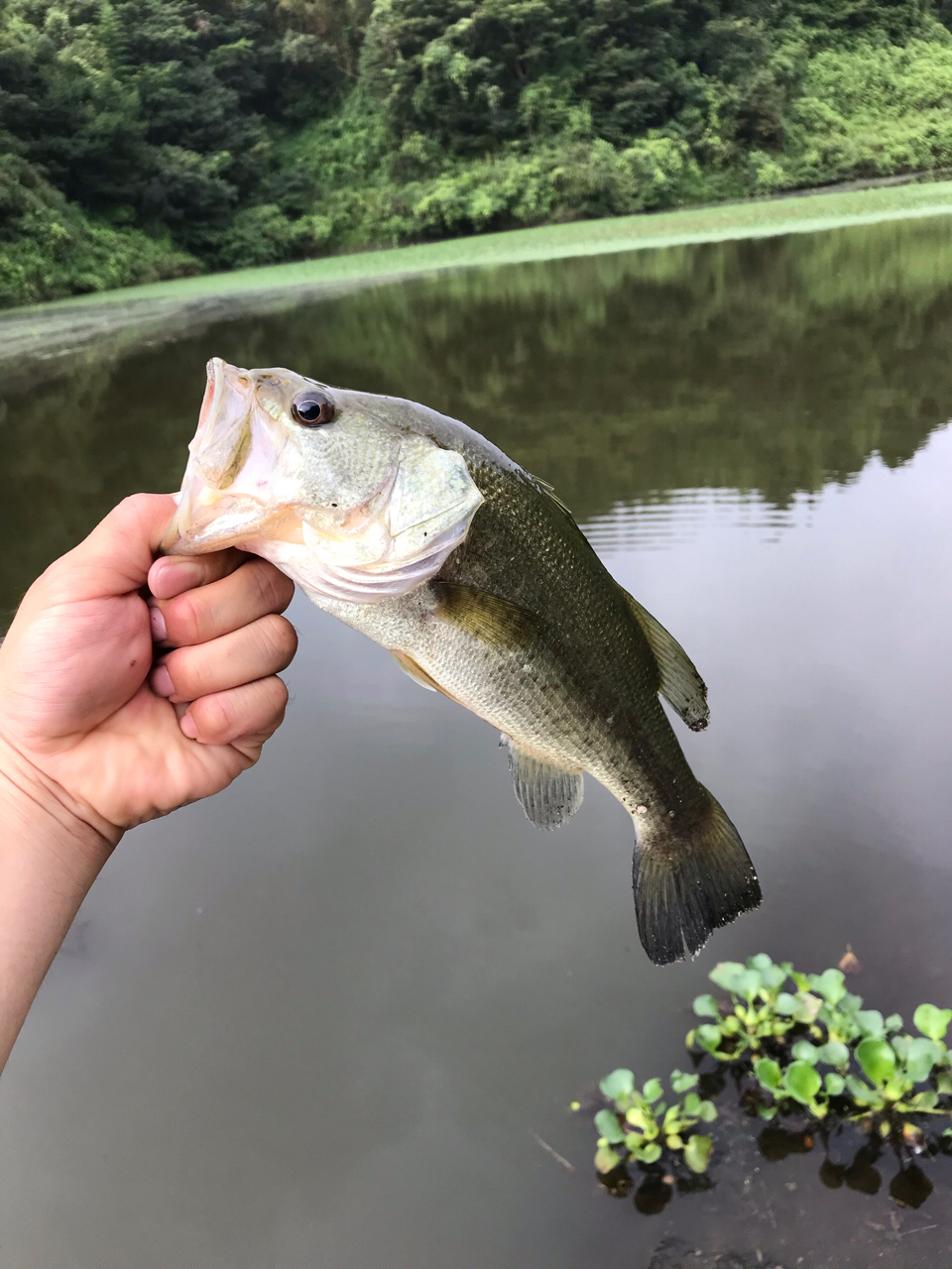 ブラックバス