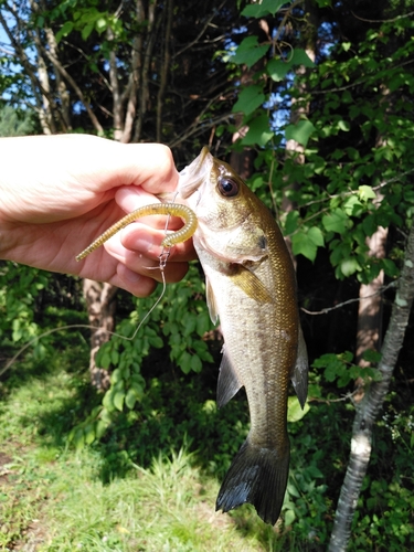 ラージマウスバスの釣果