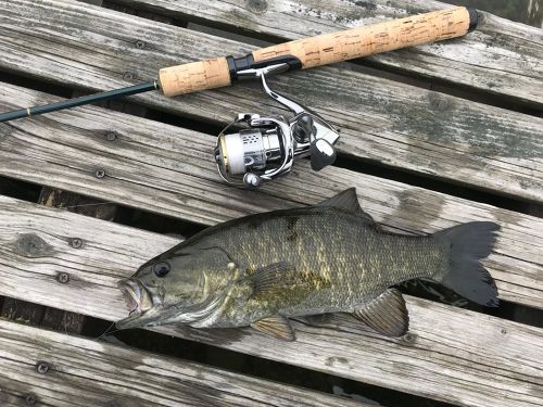 スモールマウスバスの釣果