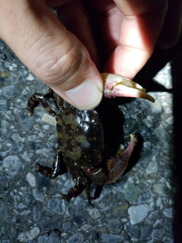 イシガニの釣果