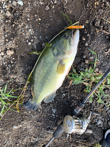 ブラックバスの釣果