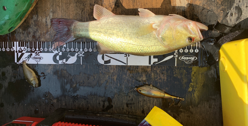 ブラックバスの釣果