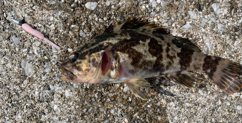 タケノコメバルの釣果