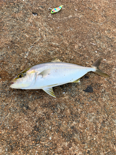 カンパチの釣果