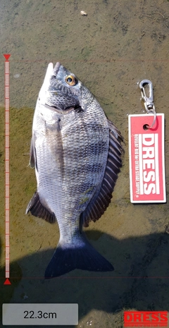 クロダイの釣果