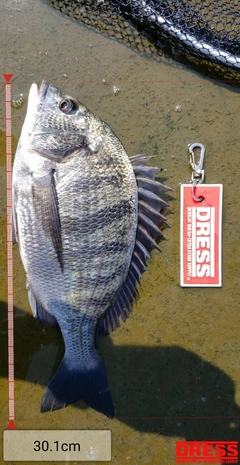 クロダイの釣果