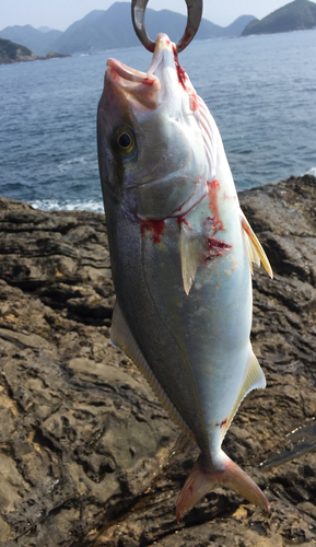 カンパチの釣果