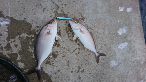 ショゴの釣果