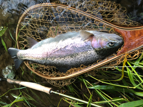 ニジマスの釣果