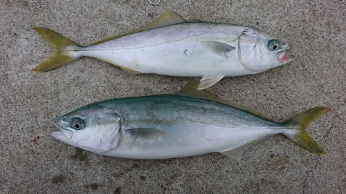 ワカシの釣果