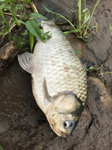 フナの釣果