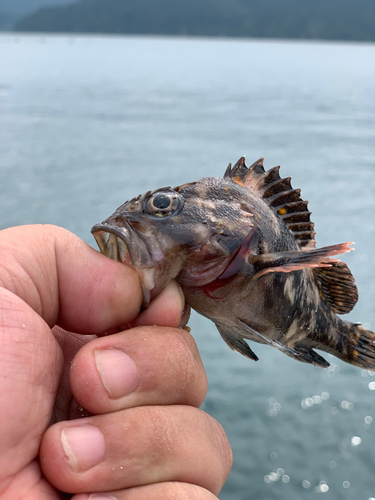 ハゼの釣果