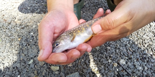 イワナの釣果