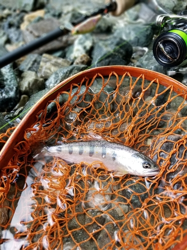 アマゴの釣果