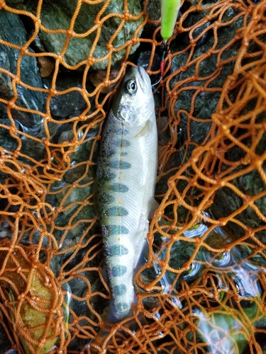 アマゴの釣果