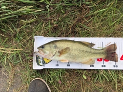 ブラックバスの釣果