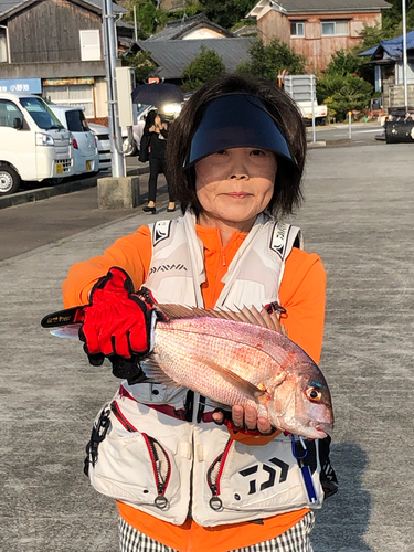 マダイの釣果