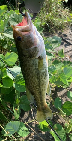 ラージマウスバスの釣果