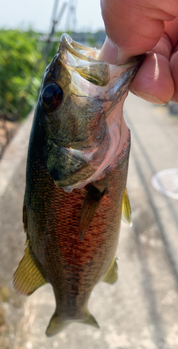 ブラックバスの釣果