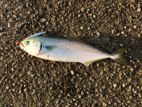 ワカシの釣果