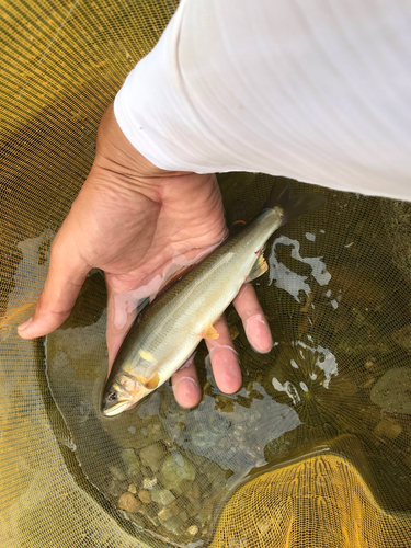 アユの釣果