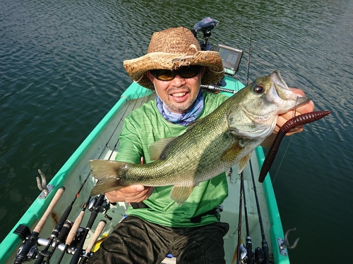 ブラックバスの釣果