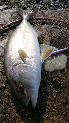 カンパチの釣果