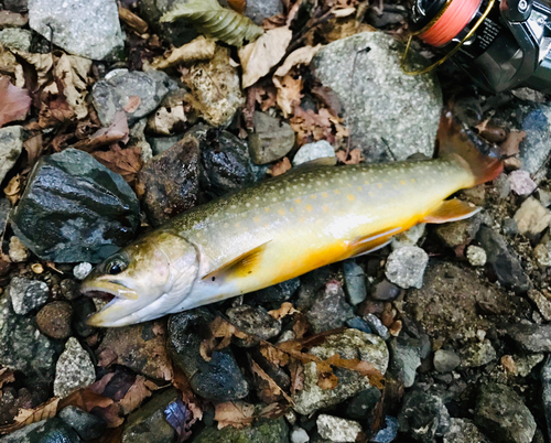 イワナの釣果