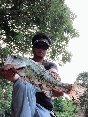 ブラックバスの釣果