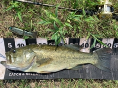 ブラックバスの釣果