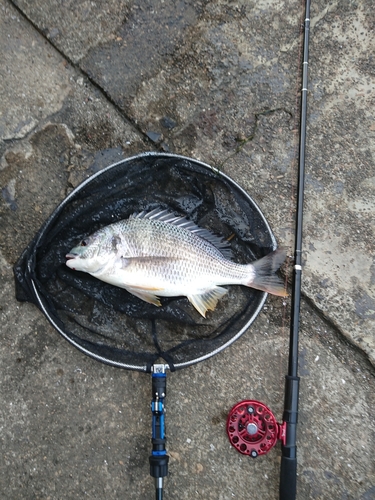 キチヌの釣果