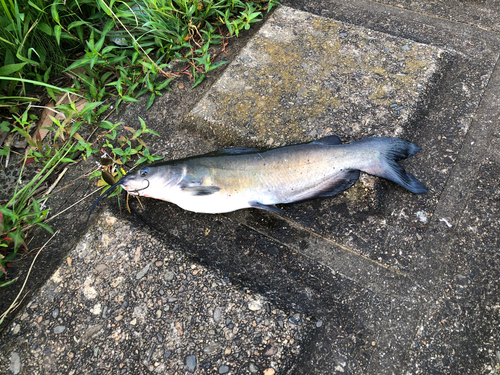 アメリカナマズの釣果