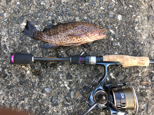 オオモンハタの釣果