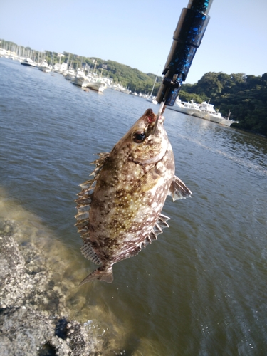 アイゴの釣果