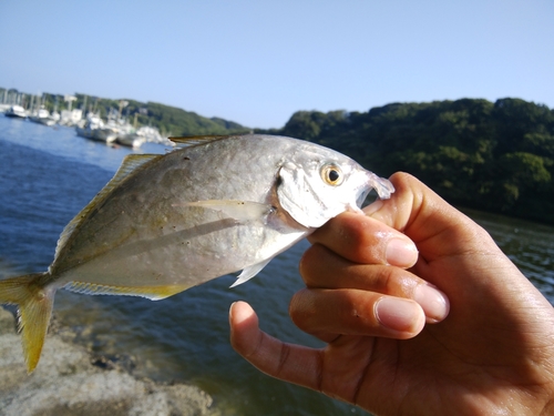 アイゴの釣果