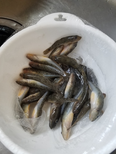 ハゼの釣果