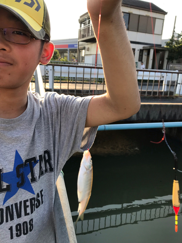 オイカワの釣果