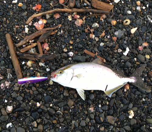 ショゴの釣果