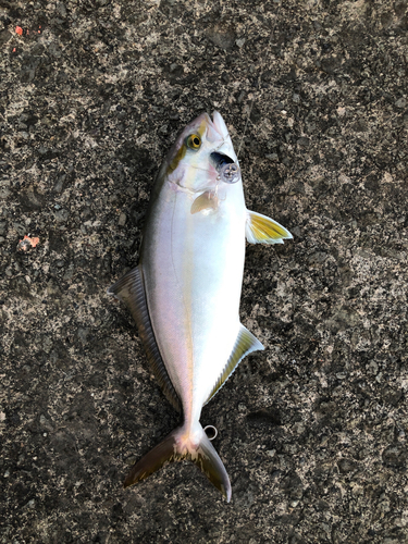 ショゴの釣果